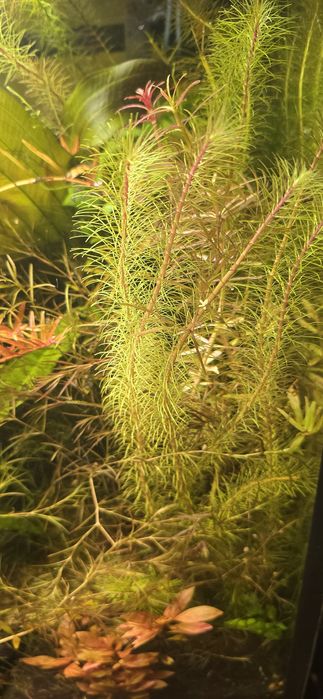 Rotala,rotala vietnam