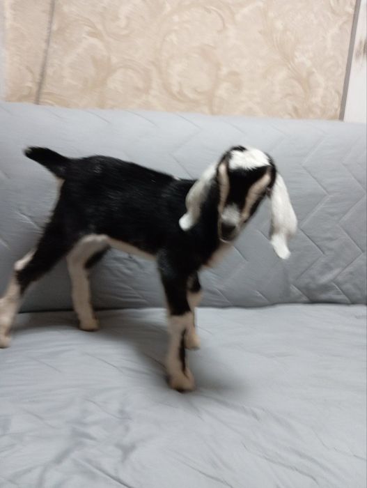 Продам козочек  англо-нубійок