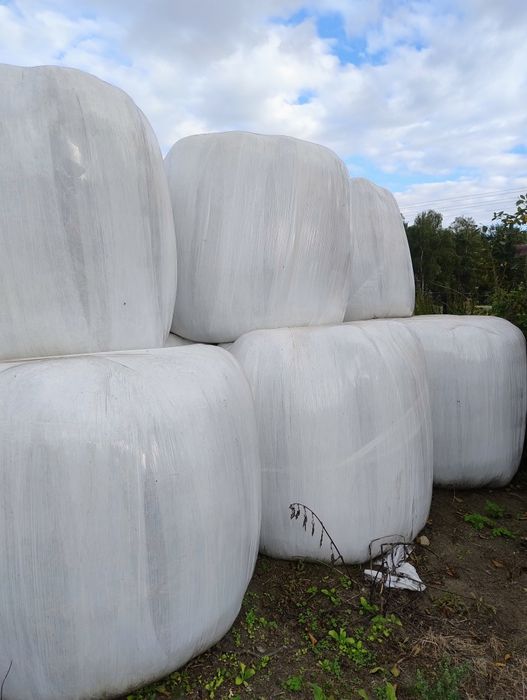 Baloty z żyta 125cm