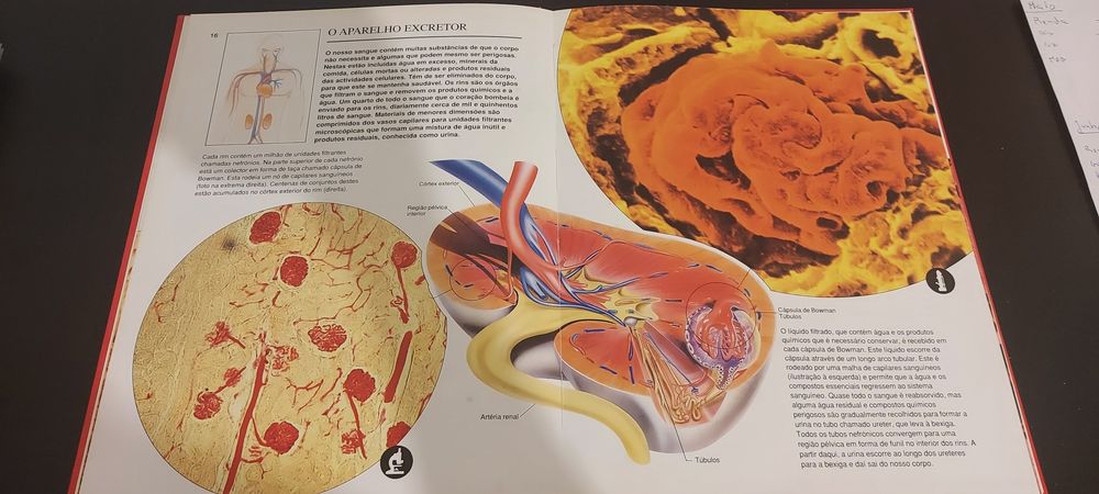 O corpo humano atraves do microscopio