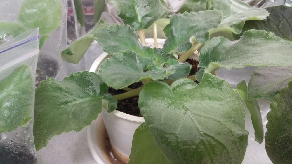 продам цветущие сортовые фиалки