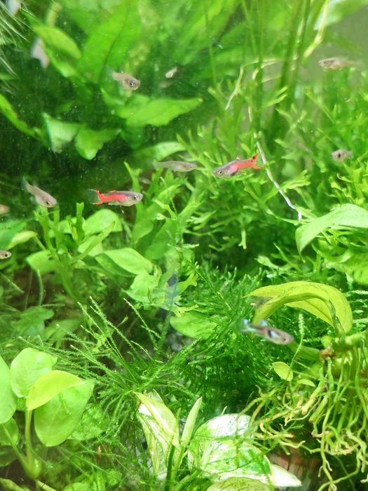 Guppy enlder vermelho
