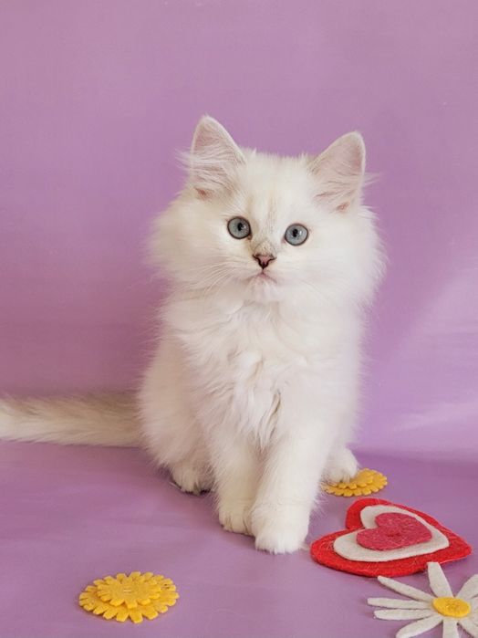 Британські кошенята срібляста шиншила