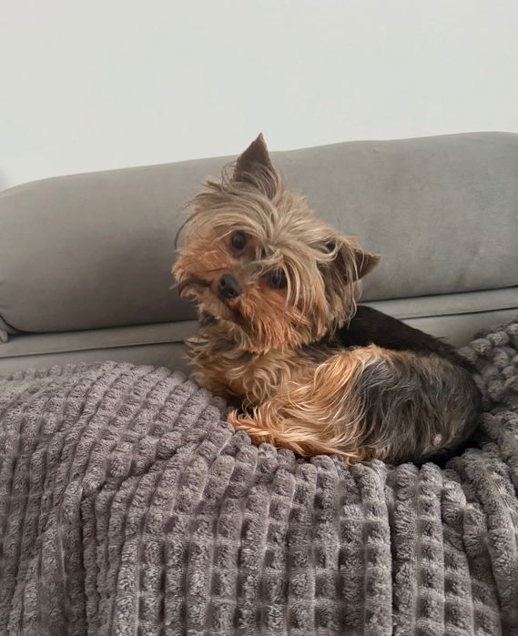 Yorkshire terrier suczka miniaturka