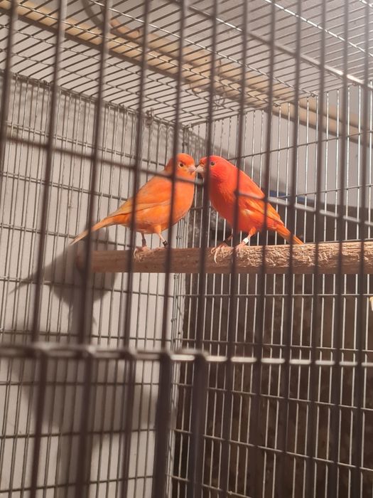 Casal de canarios e casal de babetes