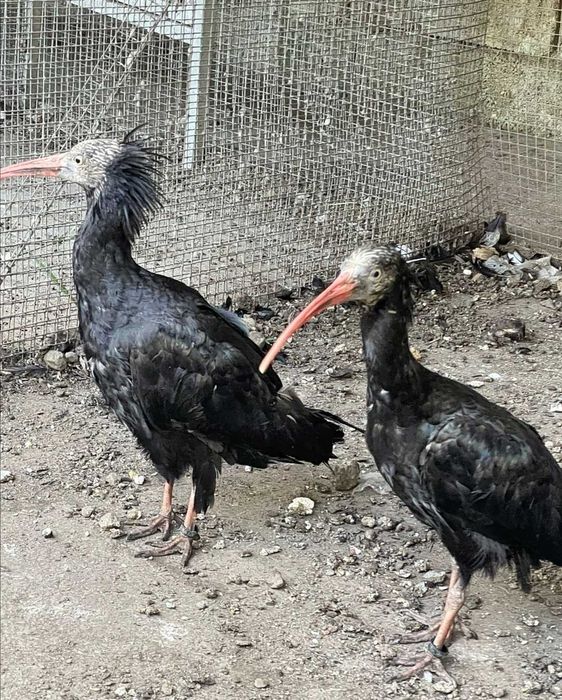 Íbis-Eremita, Gallus Sonneratii e Guttera Pucherani