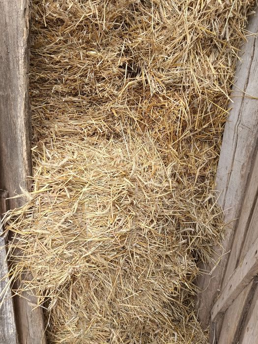 Sloma tegoroczna kostka