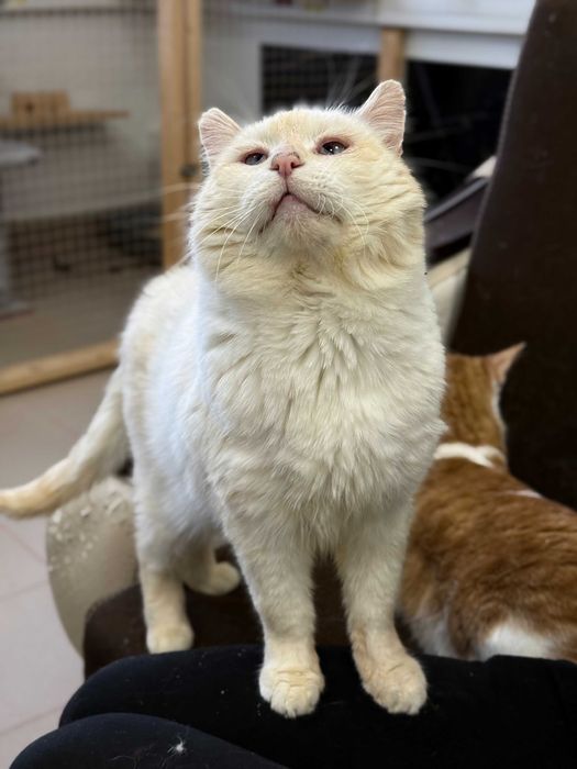 Zyzio - charakterny, koci indywidualista do adopcji!