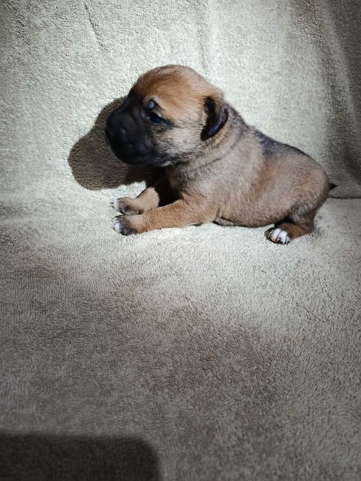 Віддам даром цуценят