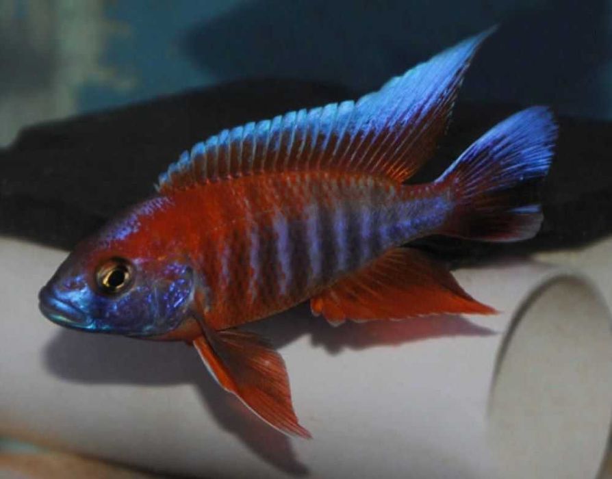 Сомы, сомики, цихлиды, экзотика рыбки для разных аквариумов Фото