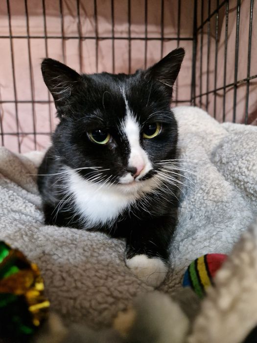 Nelu wstydliwy koteczek, zabrany z mrozu