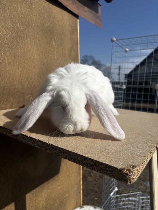 Baran francuski samczyk biały