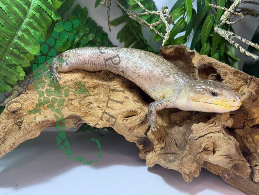 Scynk olbrzymi Scynki olbrzymie nie agama Warszawa