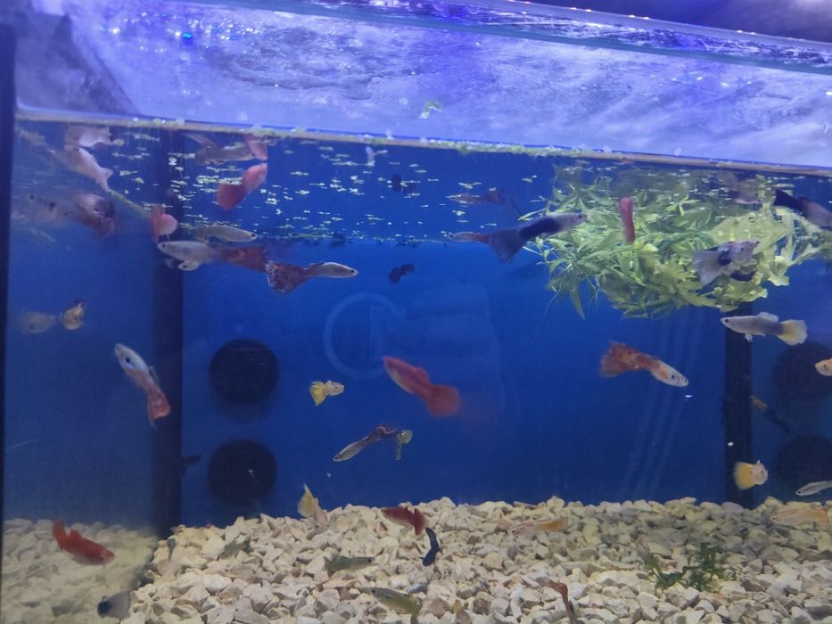 Guppys machos  variados