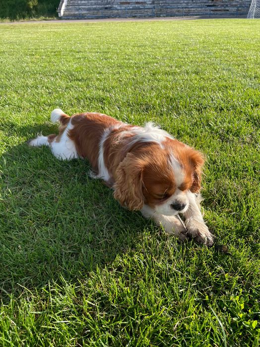 Вʼязка Кавалер Кінг Чарльз Спаніель