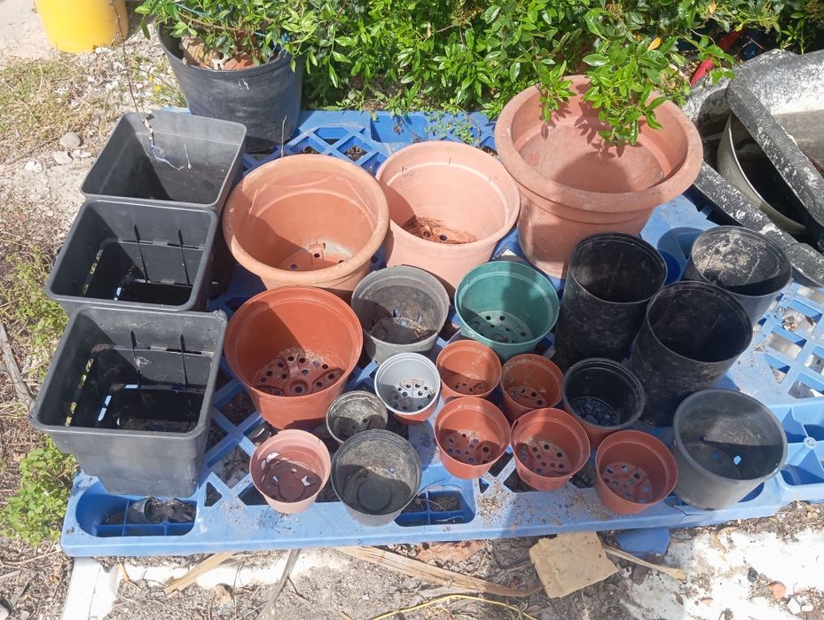 Lote de vasos 100 unidades