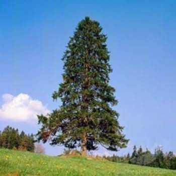 Саженцы красного дерева. Туя гигантская. Красный кедр [Thuja Plicata]