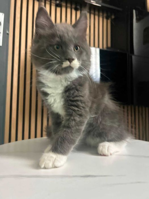 Maine Coon Macho de Excelente Linhagem Disponível