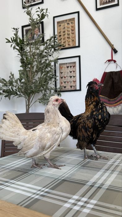Casal de cocos/garnizes