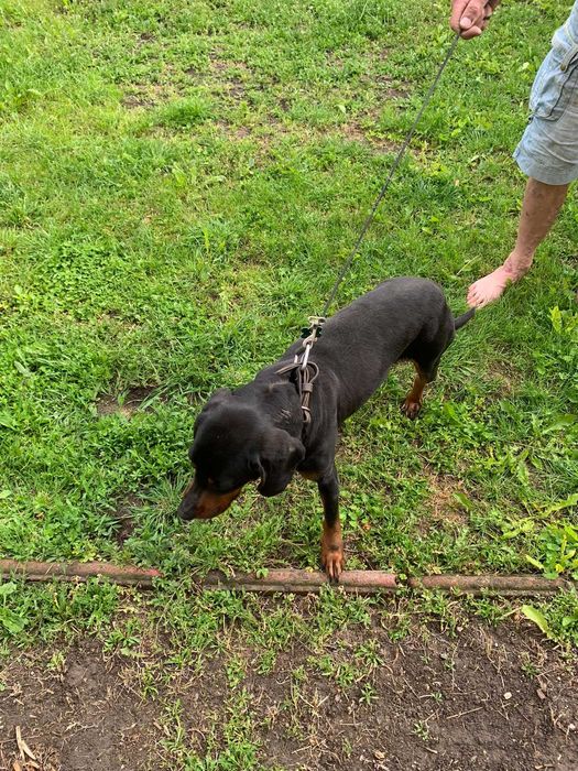 Trzyletnia suka gończy polski  do adopcji .Towarzyska lubi dzieci.