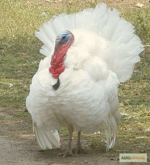 Продам индюка, индюшку