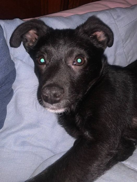 Цуценятко хлопчик шукає домівку, буде невеликий