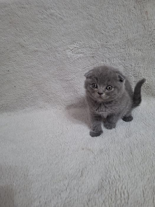 Шотландські висловухі кошенята
