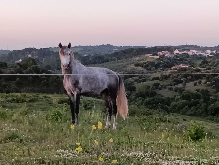 Poldro lusitano 3 anos