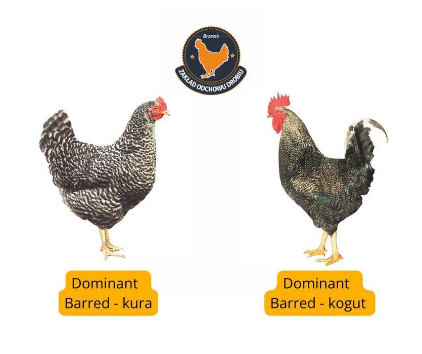 Kury, Kurczęta odchowane - 18 tygodni