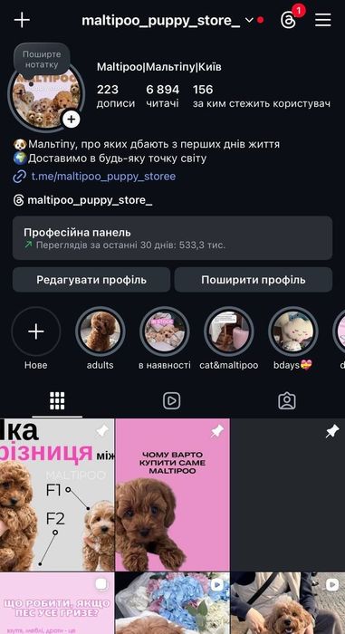 Охайний мальтипу/maltipoo F1 PREMIUM