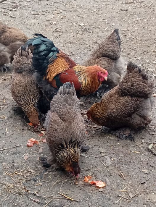 Курипчата сім'я курей