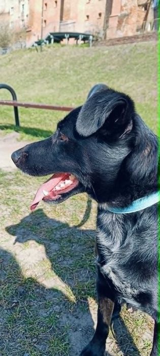 Fajny psiak do adopcji