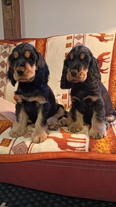 Cocker spaniel angielski szczeniak hodowla FCI