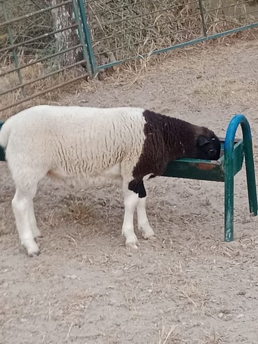 borrego macho cruzado Dorper