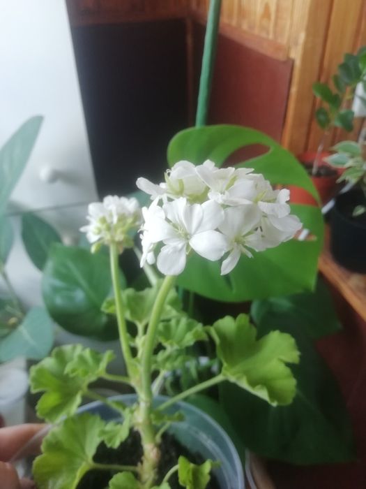 Комнатные цветы, герань душистая, эписция