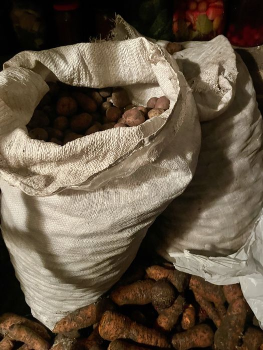 Картопля домашня червона в середині жовта