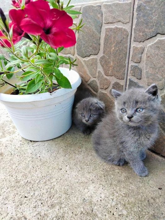 Продаються кошенята британці
