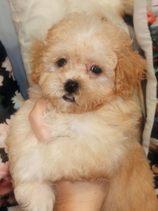 Mini suczka Maltipoo