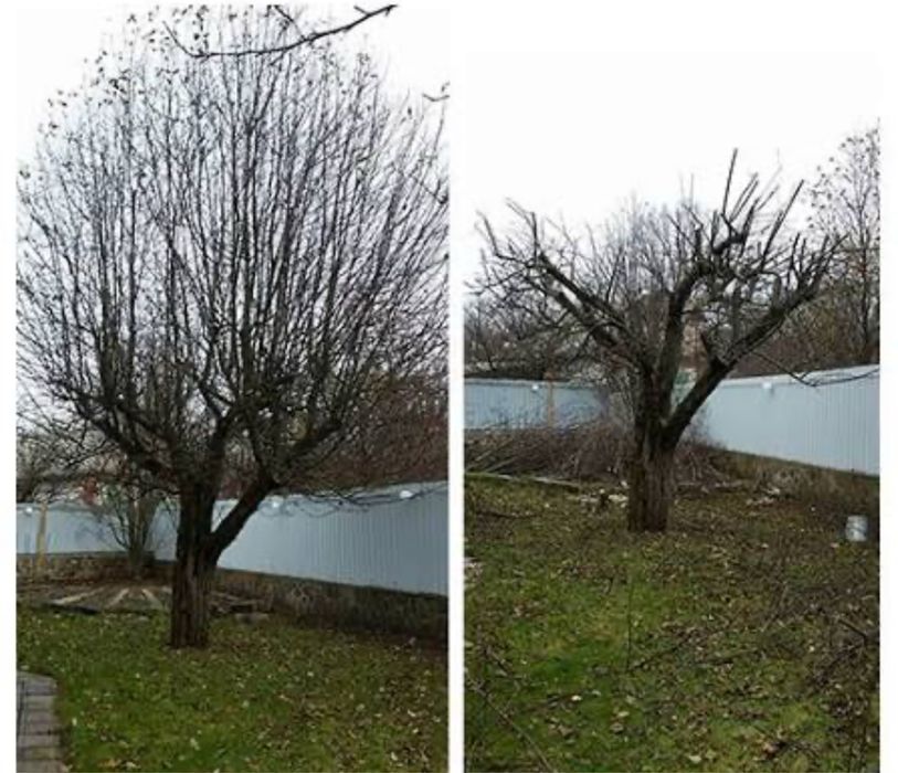 Обрезка деревьев Спил деревьев с Бесплатним вивозом