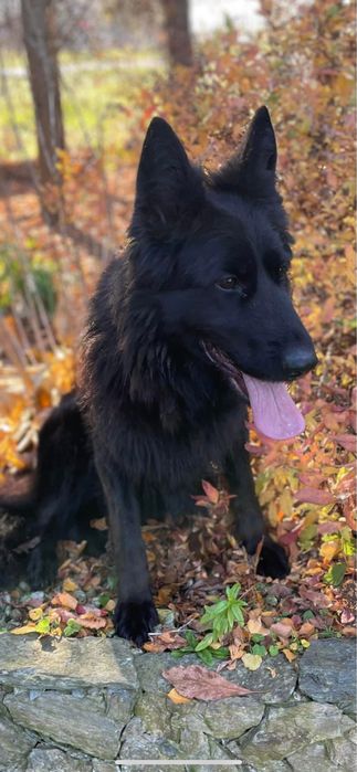 Owczarek niemiecki długowłosy suczka hodowlana