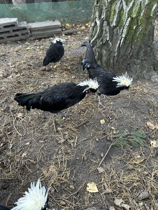 czubatka kogut mlody z lata 2025