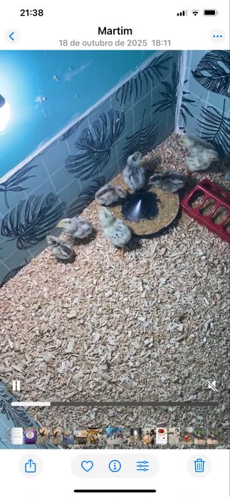 Indios gigantes 15 dias