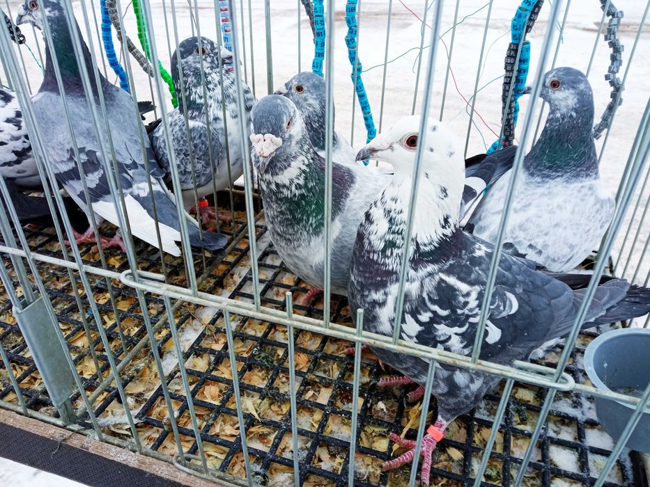 Sprzedam gołębie obrączkowane.