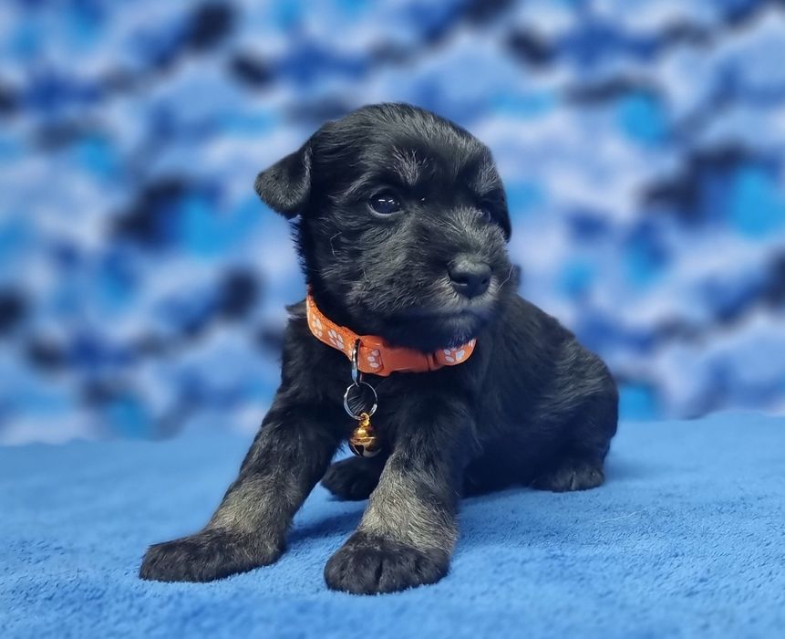 Цуценята цвергшнауцера