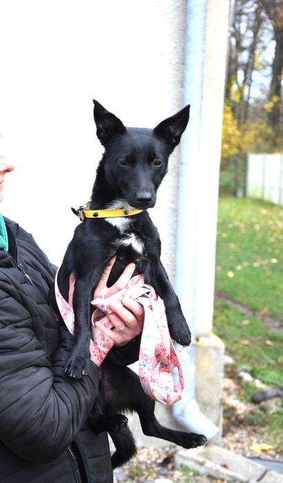 Maleńka, kochana, przytulaśna, ok roczna bezdomna sunia szuka domu