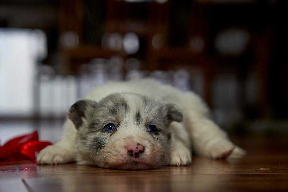 Wspaniały szczeniak Border Collie blue merle Charlie.