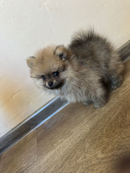 Szpic miniaturowy gotowy do odbioru pomeranian piesek