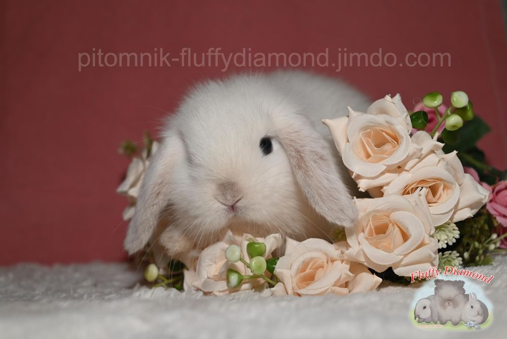 Карликові кролики з розплідника Fluffy Diamond. Великий вибір!Доставка