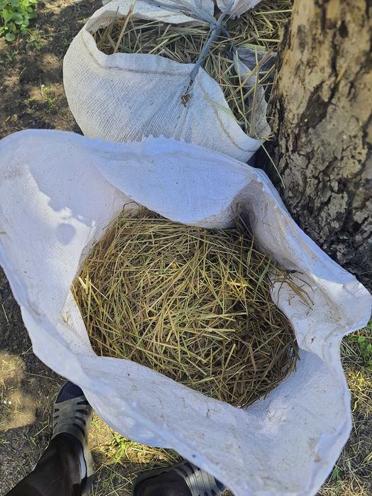 Сено в мешках на мульчу