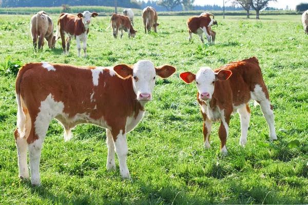 Телята сементал бички